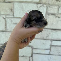 Rhiannon - Dapple female Dachshund puppy in Troup, Texas from East Texas Dachshunds