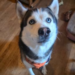 Apollo - Siberian Husky