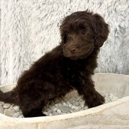 Boy 1 - Chocolate Australian Labradoodle puppy in Peoria, Arizona from Kalolabradoodles