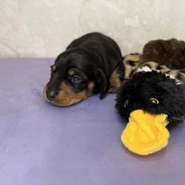 Pidge - Black and tan female Dachshund puppy in Palm Bay, Florida from Anastasia’s Royal Weenies