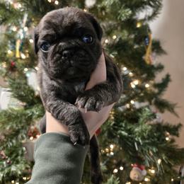 Girl 1 - Brindle female Pug puppy in Auburn, Kentucky from Prentice Family Pugs, Bugs & Corgis