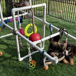 German Shepherd Puppies from Golden Ridge
