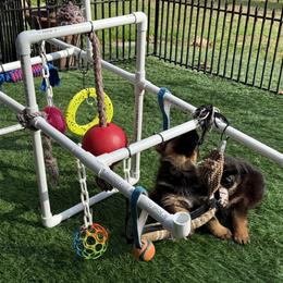 German Shepherd Puppies from Golden Ridge