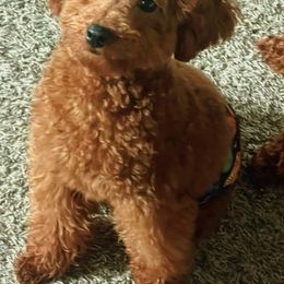 Poodle All Grown Up from ShesoPoodles