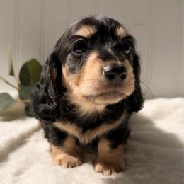 Black and Cream - Black and cream female Dachshund puppy in Nampa, Idaho from Long_and_Low_Dachshunds