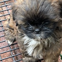 Girl 1 - female Shih Tzu puppy in St. Helena, California from Sattui little Shih Tzu of Napa Valley. Hi, this is Carolyn   I have been breeding Shih Tzus for over 30 years and believe that everyone should have a Shih Tzus in their life.  They are the sweetest, most lovable, healthy, long lived dogs I’ve ever met. They don’t shed, and they don’t yap.