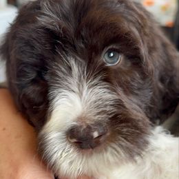 Chestnut - Brown and white male Aussiedoodle puppy in Marion, North Carolina from Puddles' Puppies