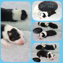 Rolls Royce - Black tri male Toy Australian Shepherd puppy in Levelland, Texas from Once Upon a Time Aussies