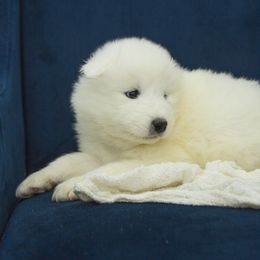 Samoyed Puppies from Desert Snow Samoyeds