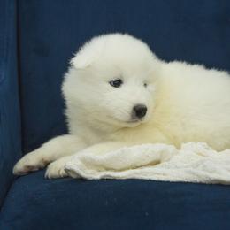 Samoyed Puppies from Desert Snow Samoyeds