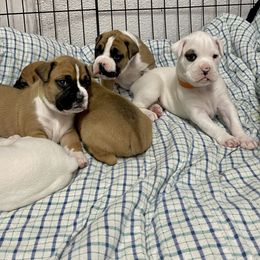 Boxer Puppies from Martinez Boxers of Central Florida