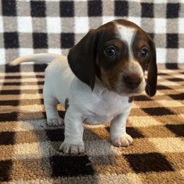 Choc Pie Boy - Chocolate and tan male Dachshund puppy in Giddings, Texas from Big Dream Acres