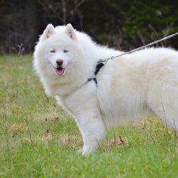 Tora - Siberian Husky