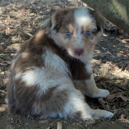 Hickory - Brown Collar - Red merle male Australian Shepherd puppy in San Marcos, California from Faith Family Freedom Farm