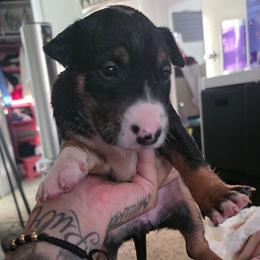Mia - Black tan and white female Bull Terrier puppy in Rowland Heights, California from Northeast Bull Terriers