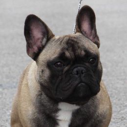 French Bulldog All Grown Up from Hello Frenchies