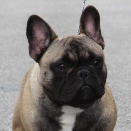 French Bulldog All Grown Up from Hello Frenchies