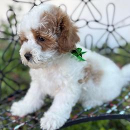 Midnight - Parti male Goldendoodle puppy in Herriman, Utah from Gypsi Doodles & Poodles LLC.