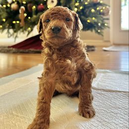 Male 2 - Apricot male Goldendoodle puppy in Brooksville, Florida from Kruger Doodles