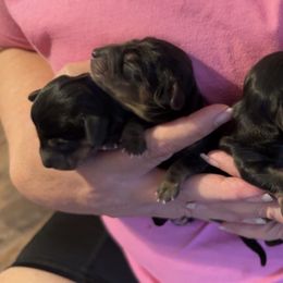 Dachshund Puppies from Darci Wade