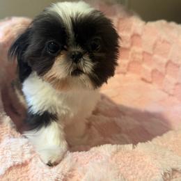Fully Vaccinated and Health Tested Vera - Black and white female Shih Tzu puppy in Galveston, Texas from 🌗 New Moon Shih Tzu 🌗
