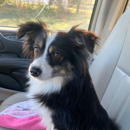 Hank - Toy Australian Shepherd