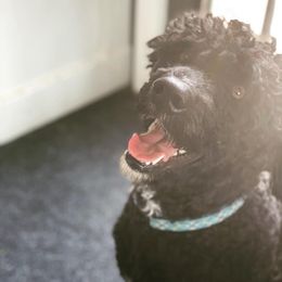 Skipper - Portuguese Water Dog