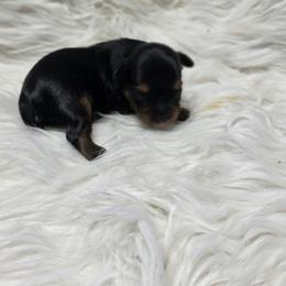 Harmony - Black and tan female Yorkshire Terrier puppy in Belpre, Ohio from Blackwoods Yorkies