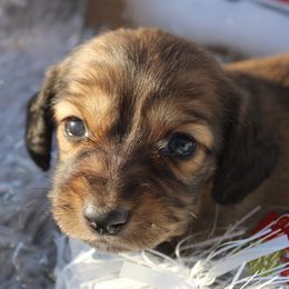Dachshunds from Flying G Dachshund