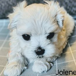 Girl 1 - Maltese puppy from Emerald Maltese
