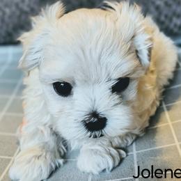 Girl 1 - Maltese puppy from Emerald Maltese