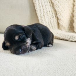 Rose - Black and cream female Dachshund puppy in Dighton, Massachusetts from Powerdox Dachshunds