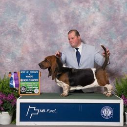 Basset Hound and Pembroke Welsh Corgi All Grown Up from 4 Sail Quarter Horses and Corgis