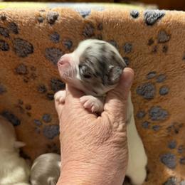 Rocky - Blue merle male Chihuahua puppy in Seneca, Missouri from Stephanie’s Puppy Colony