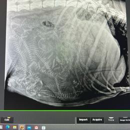 Great Dane Puppies from BkB’s House of Danes