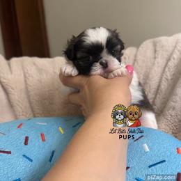 Beau - Tricolor male Shih Tzu puppy in Walkertown, North Carolina from Lil’ Bit’s Shih Tzu