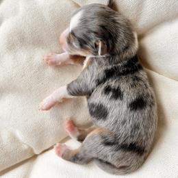 Pomeranian, Pomsky, and Toy Australian Shepherd Puppies from Blessed Little Paws