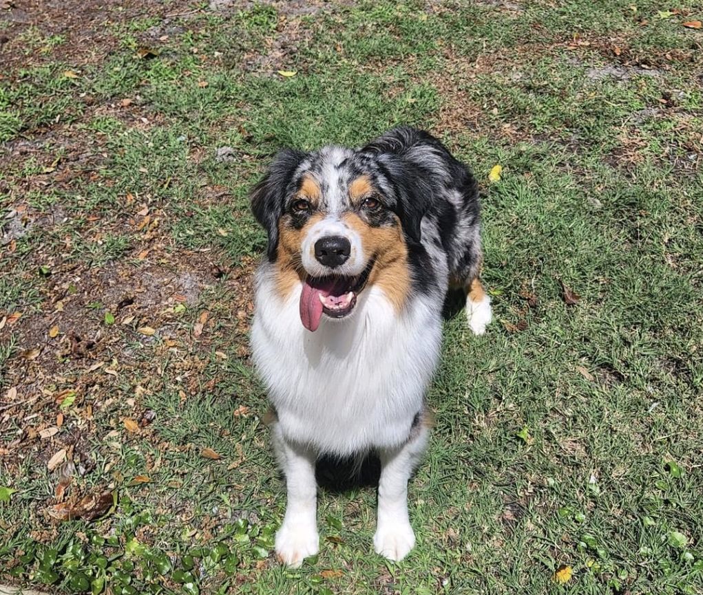 Calypso Kennel in Florida | Australian Shepherd and Chow Chow puppies ...