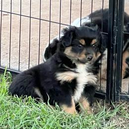Mira - Black tri female Toy Australian Shepherd puppy in Nocona, Texas from Rafter O Toy Aussies and Mini Heelers
