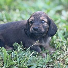 AKC SHADED RED LONGHAIR - Red male Dachshund puppy in Anderson, California from Golden Paws Dachshunds
