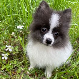 Dacquoise (AKC) - Black parti Pomeranian puppy in Bamberg, South Carolina from Shakhor Ohr Collies and Pomeranians