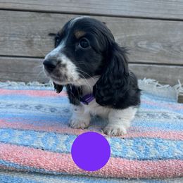 Black and tan girl - Black and tan female Dachshund puppy in Greasy, Oklahoma from 4E Dachshunds