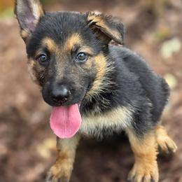 Girl 3 - Black and tan female German Shepherd puppy in Leon, West Virginia from Heart2Heart Kennels