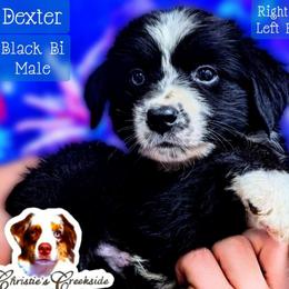 Dexter - Black & white male Miniature Australian Shepherd puppy in Punta Gorda, Florida from Christie's Creekside Aussies
