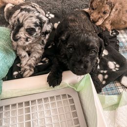 Goldendoodle Puppies from The Dood Effect