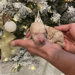 Gigi - Apricot female Poodle puppy in Calimesa, California from Coriander Pups