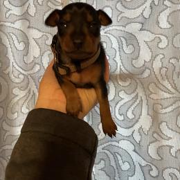 Rocky - Black and tan male Miniature Pinscher puppy in Lancaster, Missouri from White Stone Ranch