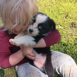 Pignelope - Black & white female Australian Shepherd puppy in Sultan, Washington from Van Huitt Australian Shepherds