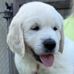 Mr. Blue - Light golden male Golden Retriever puppy in Rochester, Minnesota from Neitzke Ranch Goldens