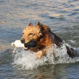 Jelly - Golden Retriever